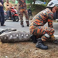 Bắt sống trăn gấm dài 5,9m sau khi nuốt chửng dê nhà