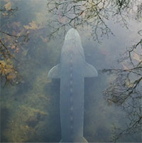 Đằng sau cái chết bí ẩn của cá tầm Canada