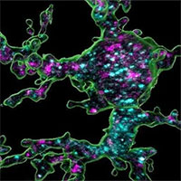 Phát hiện tế bào giúp hình thành não trẻ nhỏ