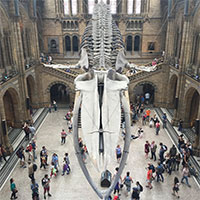 Loài vật nào có đầu lớn nhất hành tinh?