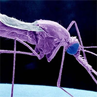 Hàng triệu bệnh nhân sốt rét sẽ được cứu sống nhờ nghiên cứu đột phá này