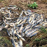 Hàng ngàn con cá hồi chết trắng vì hạn hán nghiêm trọng ở Canada