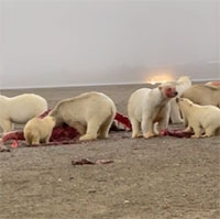 Đàn gấu Bắc Cực đói khát xâu xé xác cá voi