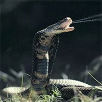 Rắn hổ mang phun nọc vào mặt có bị nhiễm độc?