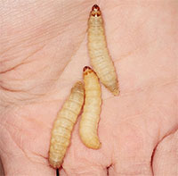 Men tiêu hóa của sâu sáp có thể phân giải nhựa, tiềm năng tạo đột phá cho ngành tái chế