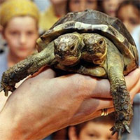 Vì sao chú rùa 2 đầu lại có tới 2 