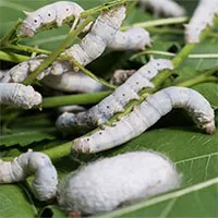 Trung Quốc tạo ra sợi siêu bền từ tơ tằm tự nhiên