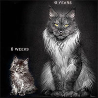 Tại sao mèo Maine Coon rất đẹp, nhưng lại có ít người nuôi?