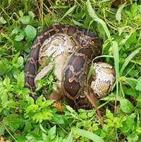 Bắt sống con trăn gấm dài hơn 4m đang quấn chặt một con khỉ tại bán đảo Sơn Trà