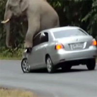 Hy hữu khoảnh khắc voi rừng chặn xe ô tô để… gãi ngứa