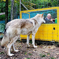 Nghiên cứu mới cho thấy: Chó sói thực sự có thể hình thành sự gắn bó với con người tương tự chó nhà