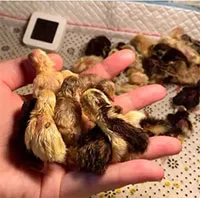"Nuôi gà nhỏ nhất thế giới" - cơn sốt thú cưng mới có gì thú vị?
