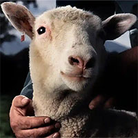 Hy vọng mới trong phương pháp điều trị căn bệnh chết người