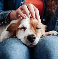 Cưng nựng một chú chó có tác dụng chữa bệnh đối với bộ não