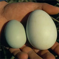 Vì sao loài chim này đẻ 2 quả trứng, nhưng luôn bỏ 1?