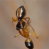 Loài nhện đi săn bằng cách 