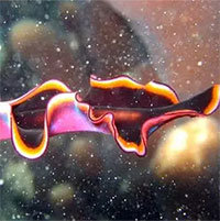 Vì sao 1 năng lực từ giun dẹp có thể cứu sống 2 triệu người mỗi năm?