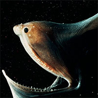 Vì sao cá chình có thể ăn mồi to hơn cơ thể?