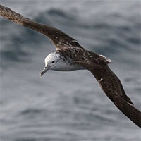 Loài chim biển sống sót nhờ bay thẳng vào cơn bão