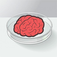 Tế bào não nuôi trong phòng thí nghiệm đã đủ trí lực chơi game