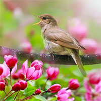 Nghe tiếng chim hót giúp ngừa bệnh lo âu, hoang tưởng