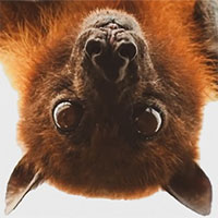 Sự khác biệt giữa dơi ở nông thôn và dơi ở thành thị là gì?