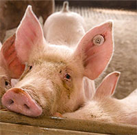 Trung Quốc tạo ra giống lợn biến đổi gene có khả năng miễn dịch với virus giống AIDS