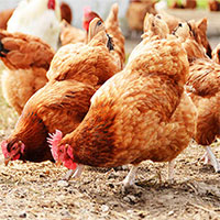 Bộ Y tế thông tin ca bệnh cúm A(H5) trên người đầu tiên sau 8 năm, cảnh báo nguy cơ lây lan dịch