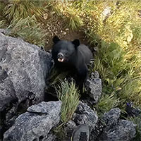 Bị gấu tấn công khi đang leo núi, người đàn ông may mắn thoát khỏi tử thần