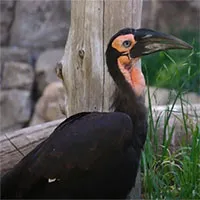 Video: Chim mỏ sừng phương nam - Loài chim có thể chẻ vỡ mai rùa