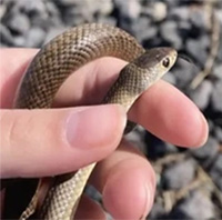 Bé gái cầm rắn trên tay mà không hay biết đó là loài cực độc