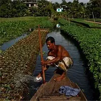 Nước biển dâng, nông dân Bangladesh hồi sinh phương thức canh tác cổ xưa