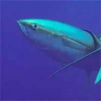 Cá ngừ cọ lưng vào cá mập để thoát khỏi ký sinh trùng