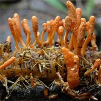 Nuôi đông trùng hạ thảo để sản xuất thuốc kháng virus