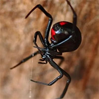 Loài thằn lằn chuyên ăn nhện góa phụ đen kịch độc