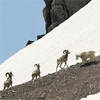 Dê và cừu tranh nhau các mỏ khoáng sản, khủng hoảng khí hậu là nguyên nhân