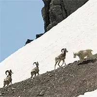Dê và cừu tranh nhau các mỏ khoáng sản, khủng hoảng khí hậu là nguyên nhân