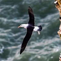 Chuyện của chú chim hải âu cô đơn nhất thế giới và chuyến hành trình được cả thế giới dõi theo