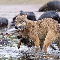 Sói biển: Phân loài độc đáo của sói xám, chỉ ăn hải sản và có thể bơi dưới nước trong nhiều giờ