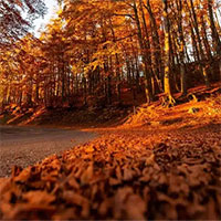 Vì sao thành phố Hà Lan khuyên người dân không nên quét lá rụng?