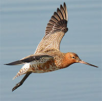 Chim choắt lập kỷ lục bay 13.560km liên tục