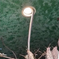 Hổ mang chúa đu mình trên trần nhà bỏ trốn khỏi sở thú