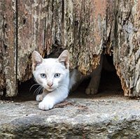 Khoa học lý giải khả năng 