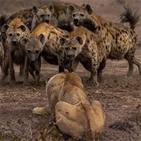 Đang "đánh chén", sư tử phải bỏ chạy tháo thân khi gặp loài vật này