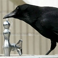 Phát hiện bất ngờ: Quạ có khả năng tự nhận thức giống con người, trí khôn tương đương khỉ đột