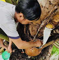 Việt Nam có một loại cây lạ có thể uống trực tiếp từ thân cây, dễ gây nghiện