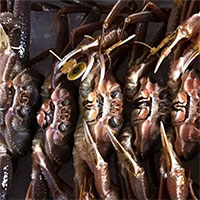 Vì sao Alaska gấp rút hủy mùa đánh bắt cua tuyết?