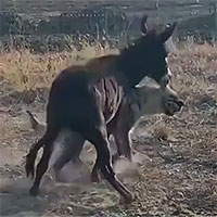 Chọn nhầm đối thủ, linh cẩu trả giá trước vẻ ngoài ngờ nghệch của lừa