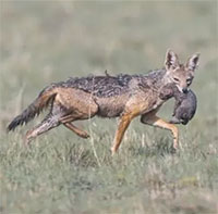 Chó mẹ liều mình cứu con bị đại bàng bắt cóc