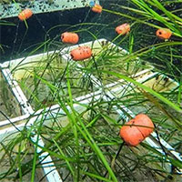 Đức khôi phục các cánh đồng cỏ biển nhằm chống biến đổi khí hậu